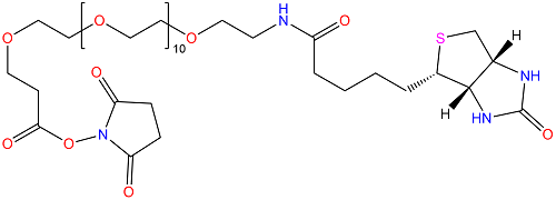 Biotin-PEG12-NHS